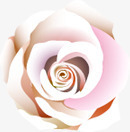 白色玫瑰花温馨装饰素材
