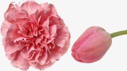 粉色康乃馨温馨花朵素材