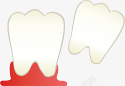 健康的牙齿结构素材