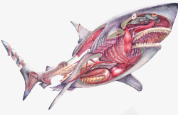 鲨鱼身体结构素材