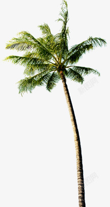 淘宝夏日高大椰树素材
