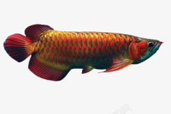 红龙鱼实物龙鱼高清图片