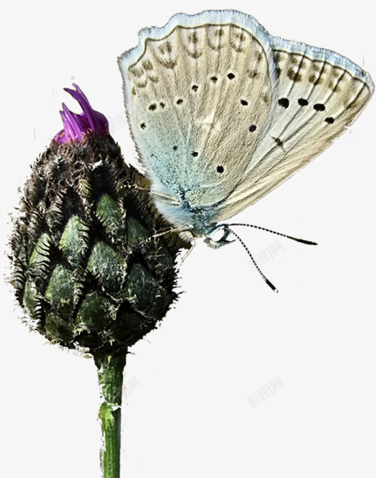 彩色蝴蝶背景主图png免抠素材_88icon https://88icon.com 彩色 背景 蝴蝶