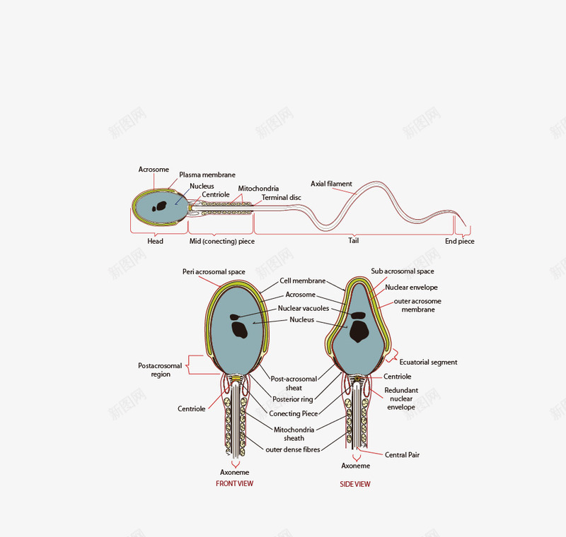 精子结构式png免抠素材_88icon https://88icon.com 医学图形 矢量图形 精子 精子结构式