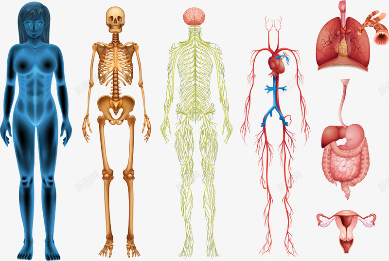 彩色人体结构png免抠素材_88icon https://88icon.com 人体 人体结构 彩色人体结构 骨架 骷髅