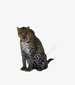 非洲豹野生动物素材