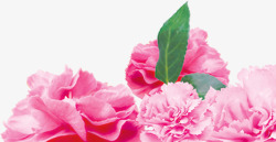 温馨粉色鲜花康乃馨花朵母亲节素材