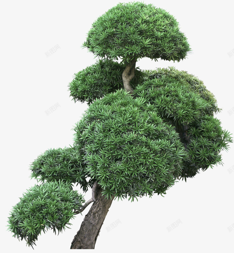 绿色松树植物景观装饰图案png免抠素材_88icon https://88icon.com 免抠PNG 景观 松树 植物 绿色 装饰图案