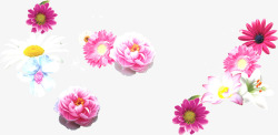 粉色温馨手绘花朵节日装饰素材