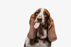伸舌头的狗呆萌的狗片高清图片