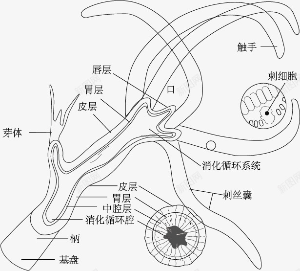 珊瑚虫的结构png免抠素材_88icon https://88icon.com 手绘 珊瑚虫的结构 示意图 细胞结构 结构图