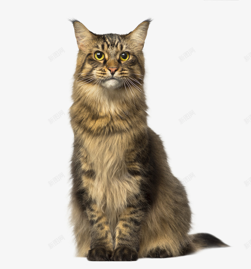 坐着的黄毛猫png免抠素材_88icon https://88icon.com 宠物 宠物猫 家猫 猫 黄毛