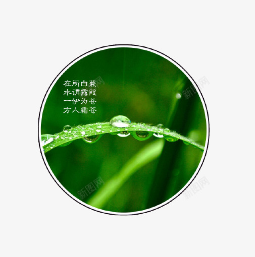 绿色唯美白露图标psd免抠素材_88icon https://88icon.com 二十四节气 唯美 图标 小草 小草icon 白露 绿色 露珠