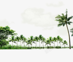 绿色大气椰树边框纹理素材
