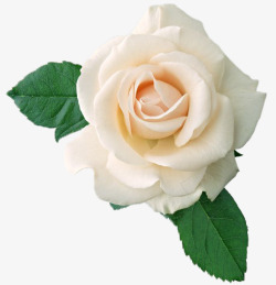 鲜花元素唯美花卉白色玫瑰素材