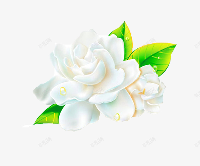 清新茉莉花png免抠素材_88icon https://88icon.com 植物 白色花 花卉 花朵 茉莉花