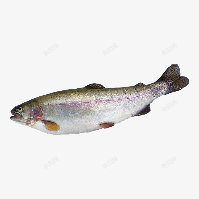 冷冻生鲜水产鱼类psd免抠素材_88icon https://88icon.com 冷冻食品 冷冻鱼 水产 水生动物 生鲜 食材 食物 鱼类 鳟鱼