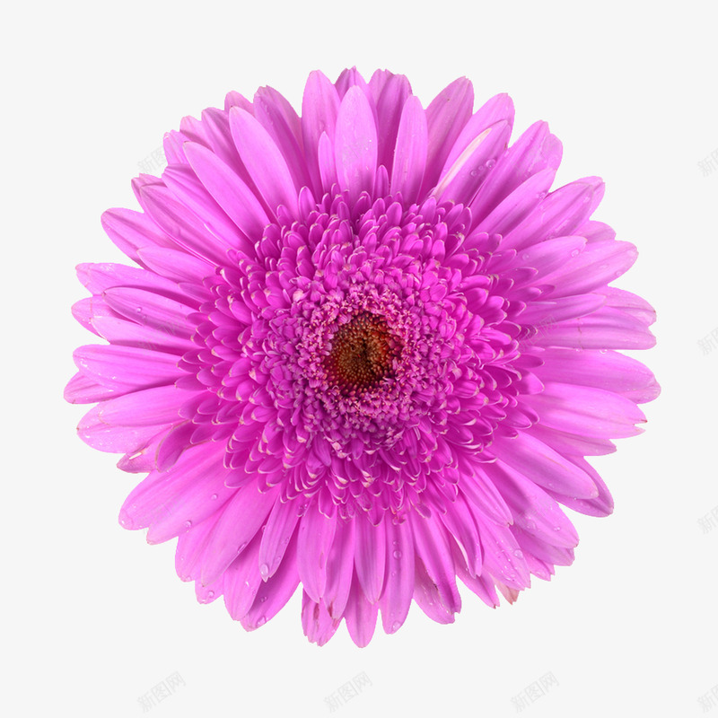 花卉图案鲜花psdpng免抠素材_88icon https://88icon.com 唯美 手绘花朵素材 植物花卉素材 紫色 花 花卉 鲜花元素 鲜花边框素材