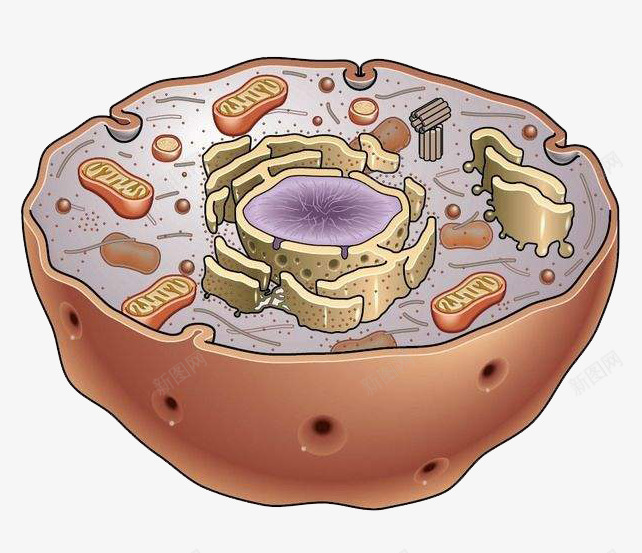 简约生物医学细胞结构图形png免抠素材_88icon https://88icon.com 医学细胞 学习 教育 生物 研究 科研 细胞