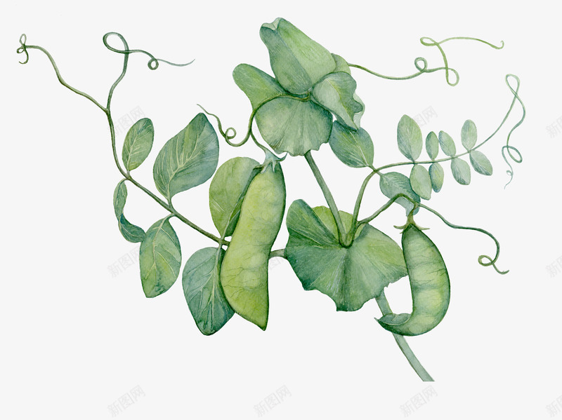 绿色的豌豆荚植物png免抠素材_88icon https://88icon.com 卡通植物 手绘植物 效果图 植物 绿色植物 豌豆荚