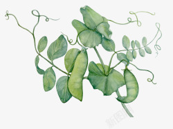 绿色的豌豆荚植物素材