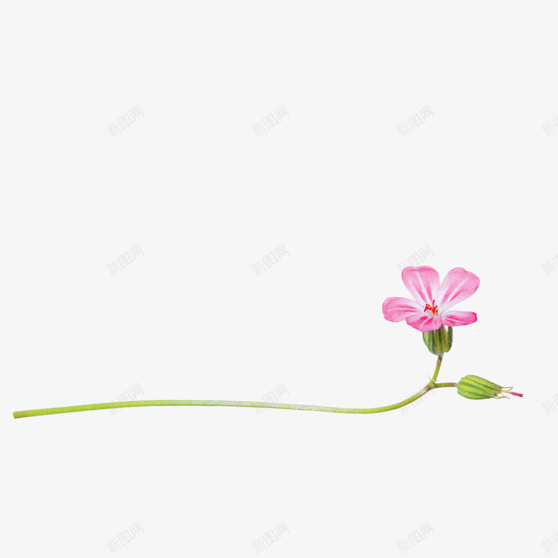 小花分割线png免抠素材_88icon https://88icon.com PNG图形 PNG装饰 小花 植物 粉色 装饰