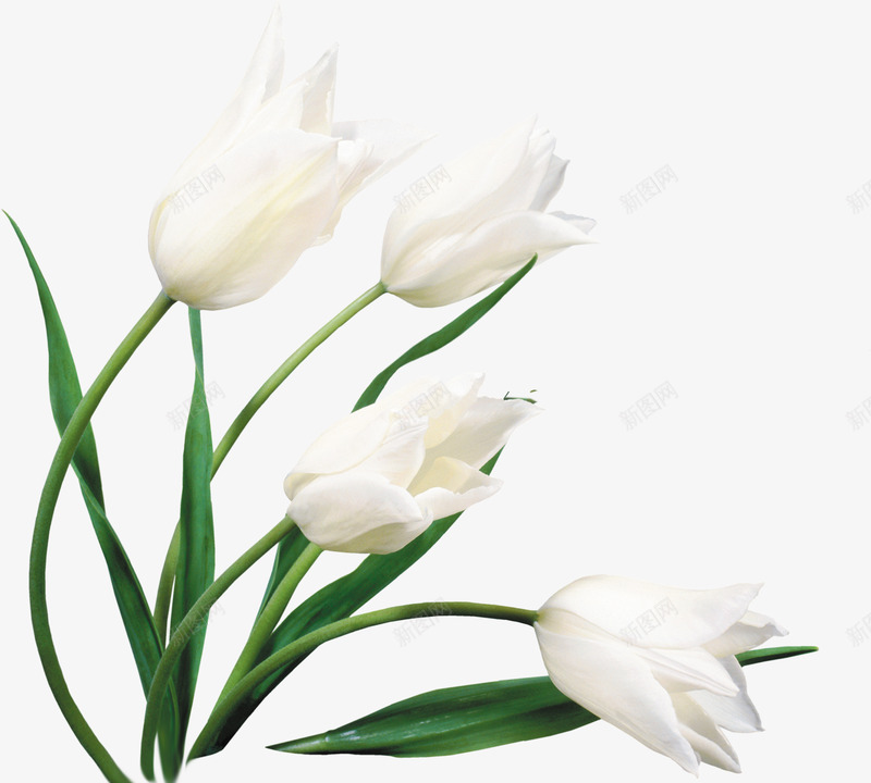 白色唯美纯洁花朵壁纸png免抠素材_88icon https://88icon.com 壁纸 白色 纯洁 花朵
