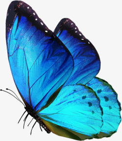 蓝色唯美蝴蝶美景创意素材