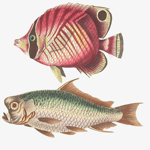 海洋鱼类手绘画片png免抠素材_88icon https://88icon.com 扁鱼 手绘色彩 深海鱼 红色 蓝色 食物