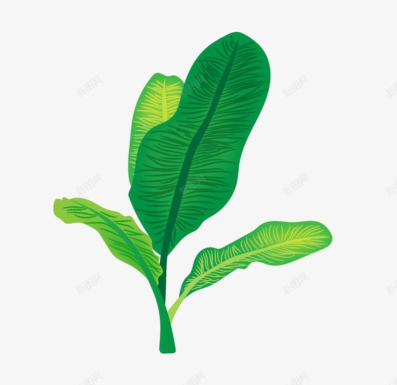 手绘绿色树叶芭蕉叶png免抠素材_88icon https://88icon.com 卡通植物 叶子 手绘植物 效果图 树叶 植物 芭蕉叶