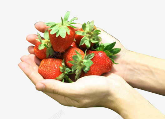 双手捧草莓采摘图标图标