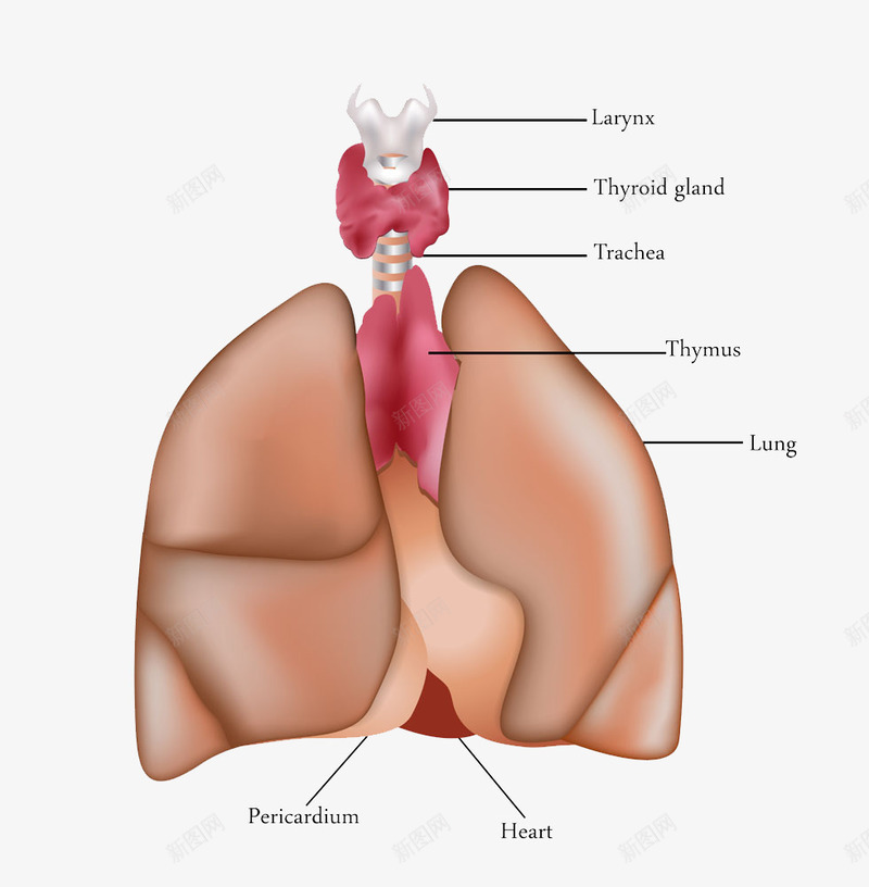 人体肺与气管png免抠素材_88icon https://88icon.com 人体肺与气管素材人体肺与气管模板下载肺气管医学医疗科学