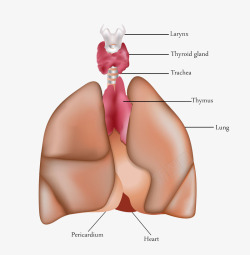 人体肺与气管素材