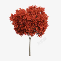 不规则形状笔直红色叶子树木素材