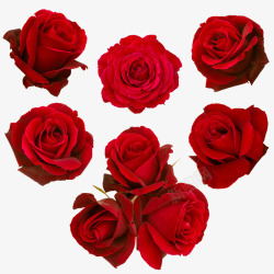 唯美浪漫玫瑰花素材