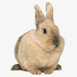 呆萌月兔可爱棕色呆萌兔高清图片