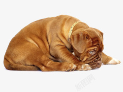 棕色犬类棕色的沙皮犬高清图片