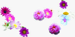 紫色唯美母亲节花朵素材