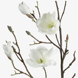 白色木槿花素材