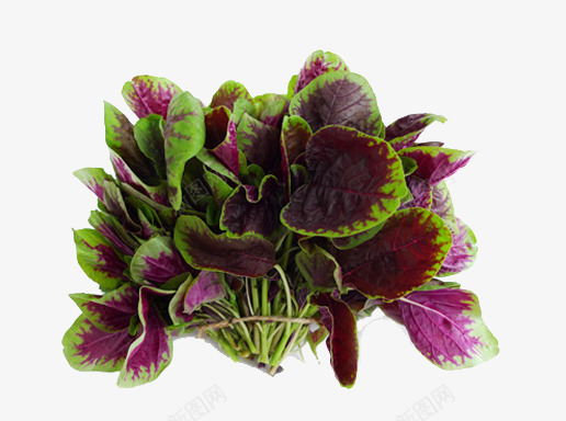 一把苋菜png免抠素材_88icon https://88icon.com 农家苋菜 新鲜苋菜 紫色蔬菜 绿色食品