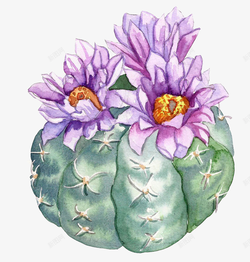 仙人掌上的紫色花朵png免抠素材_88icon https://88icon.com png图形 仙人掌 花卉 花朵 装饰