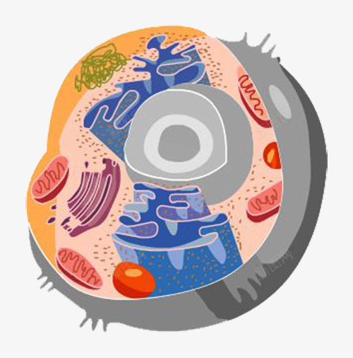 简约生物医学细胞图形png免抠素材_88icon https://88icon.com 健康 医学细胞 图形 横剖图 研究 细胞 结构