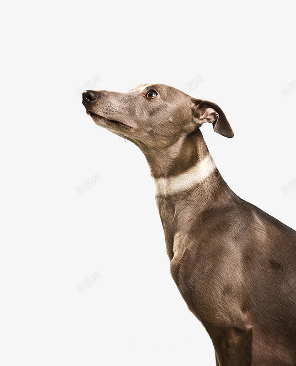 目视前方的忠犬png免抠素材_88icon https://88icon.com 小狗 忠犬 狗类素材