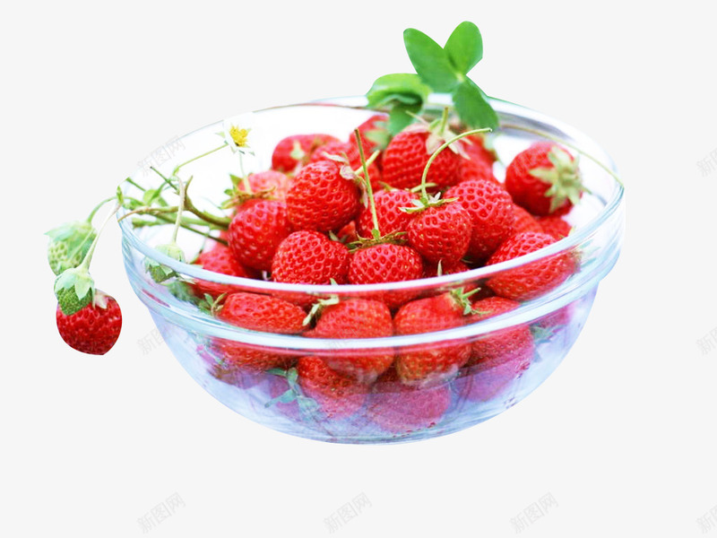 一碗现摘草莓采摘png免抠素材_88icon https://88icon.com 一碗 植物 水果 现摘 草莓采摘 食物