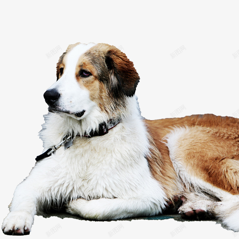 一只善良的狗png免抠素材_88icon https://88icon.com 动物 大型犬 摄影实物 犬类 狗狗