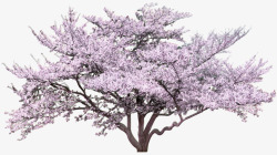 粉色唯美大树图案素材