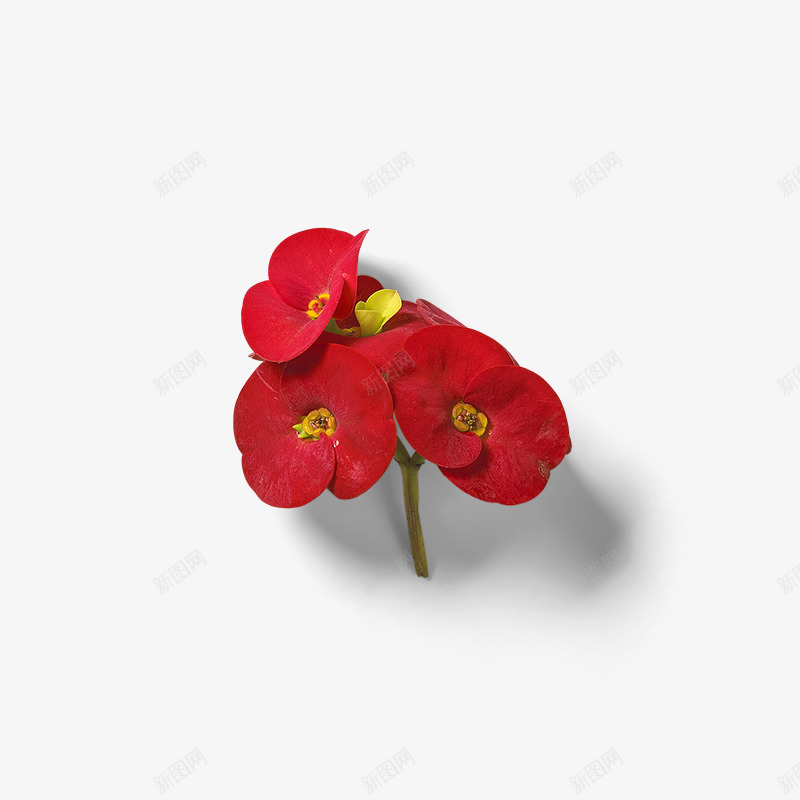 红色杜鹃花png免抠素材_88icon https://88icon.com 唯美 梦幻花朵 红色杜鹃花 花朵 花草 鲜花