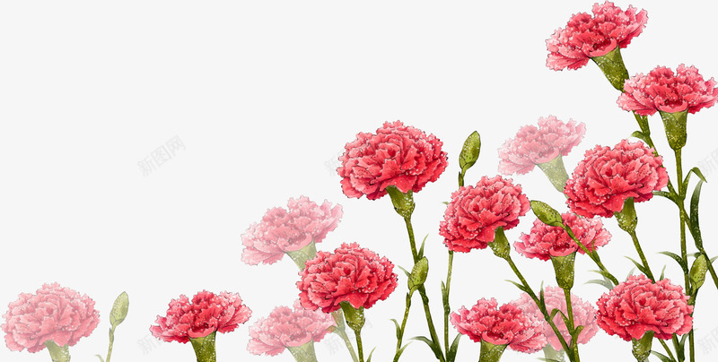红色康乃馨手绘花朵png免抠素材_88icon https://88icon.com 康乃馨 红色 花朵