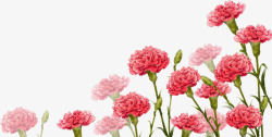 红色康乃馨手绘花朵素材