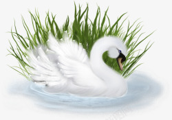 3D白色天鹅草丛图形素材